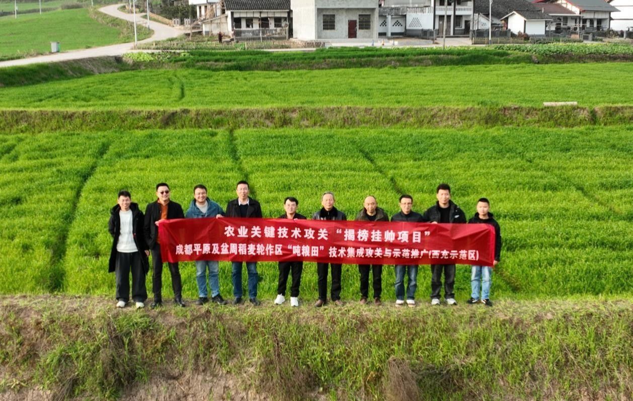 【兴农先锋】稻麦轮作“吨粮田”攻关团队赴西充指导田间示范