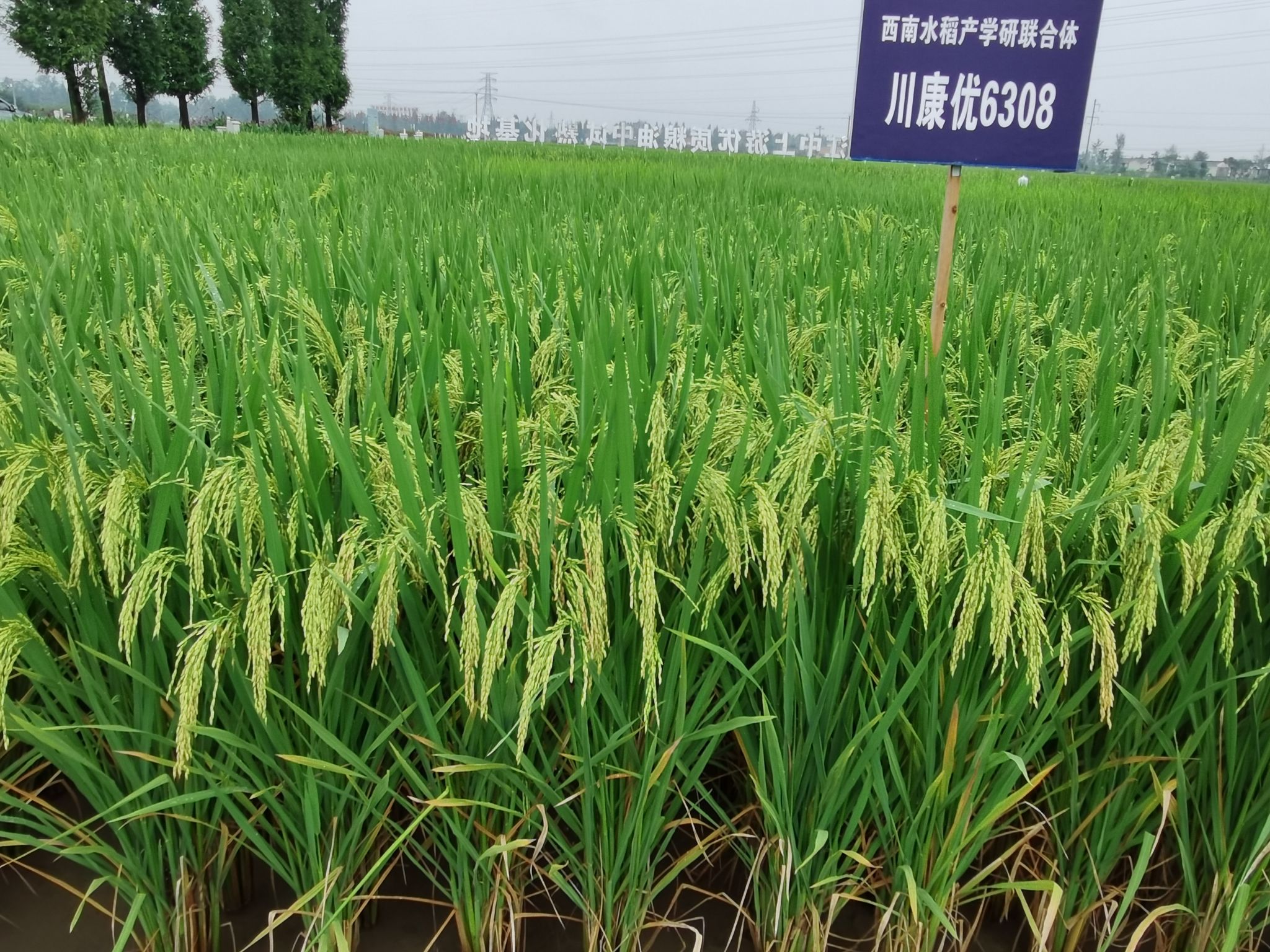 川康优6308成功入选“超级稻”品种