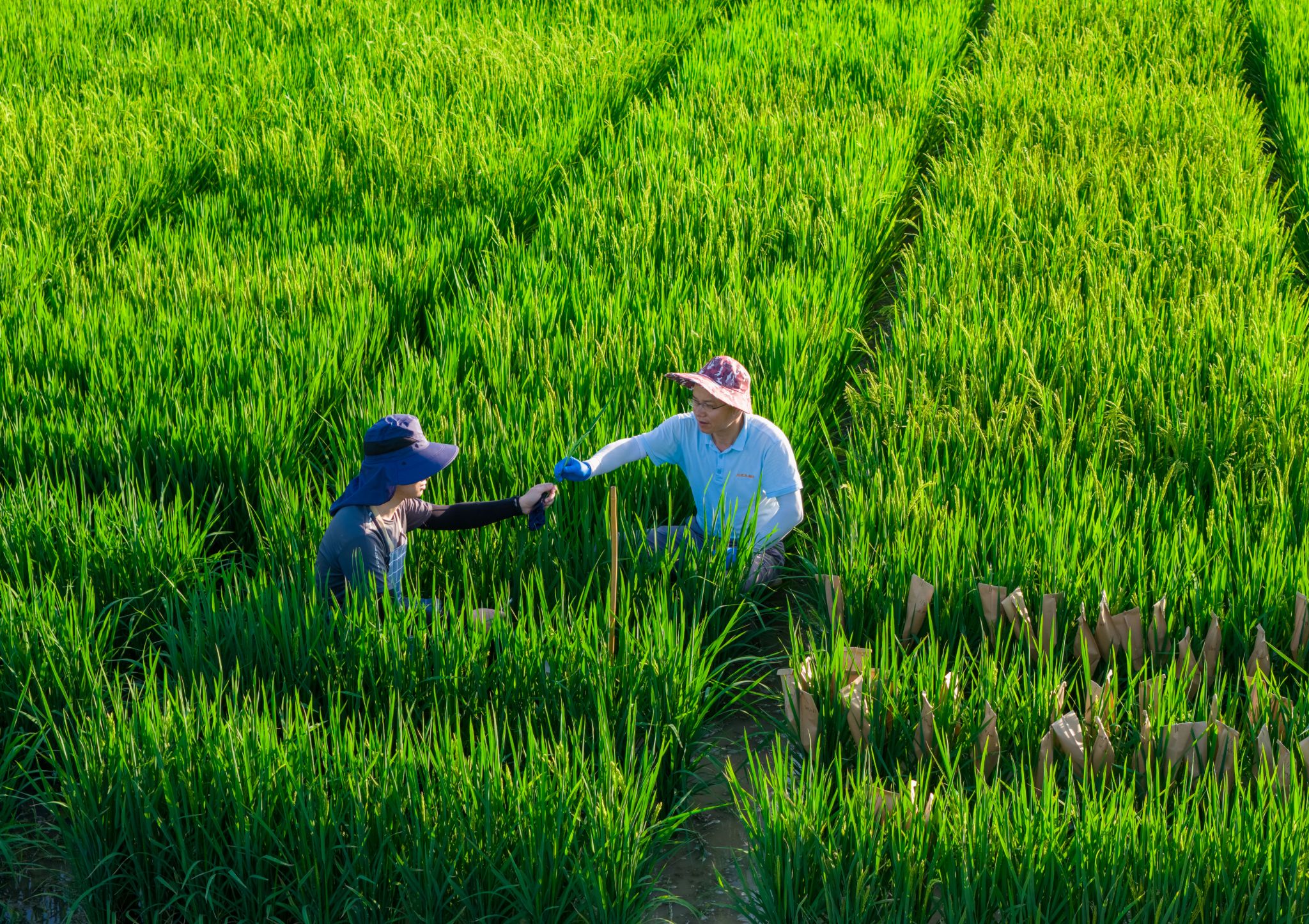 （人民网）海南陵水：南繁科研育种忙